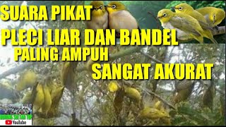 SUARA PIKAT PLECI || PALING AMPUH DAN AKURAT | PLECI LIAR DAN BANDEL PASTI LENGKET | [2021] screenshot 2