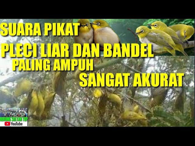 SUARA PIKAT PLECI || PALING AMPUH DAN AKURAT | PLECI LIAR DAN BANDEL PASTI LENGKET | [2021] class=