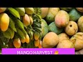 Mango  farming  harvest vlog mangoseasonasmr