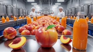 How Peach Juice Is Made Inside a Modern Factory Net Worth