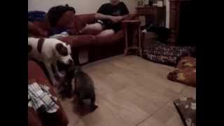 Amstaffy I Zabawa Linka..