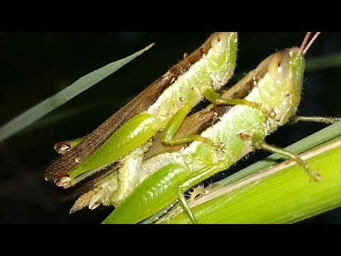 Courtship behaviour in grasshopper. Mating in rice grasshopper. oxya