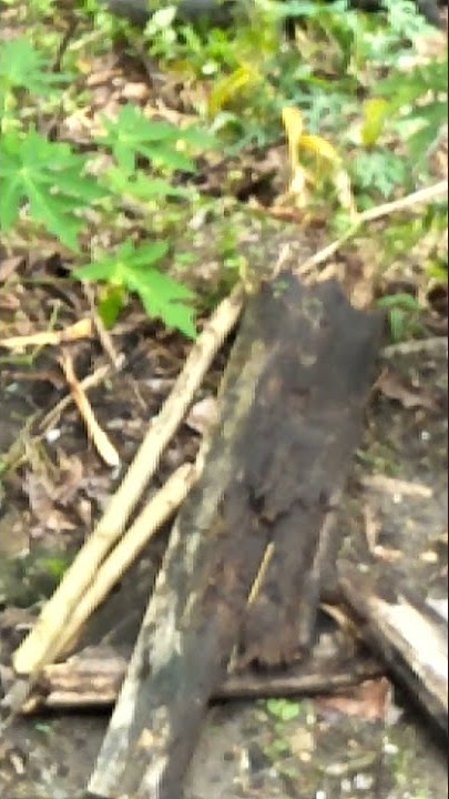 viral! Biawak berkembang biak