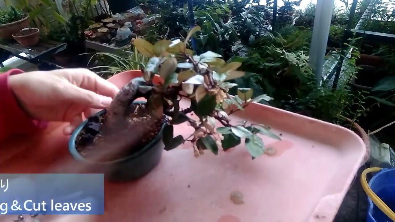 初登場】寒グミ6号（剪定＆挿し木）_Elaeagnus pungens（N0.6