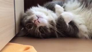 ドアストッパーを狙う猫 ノルウェージャンフォレストキャットcat aims at the door stopper.Norwegian Forest Cat.