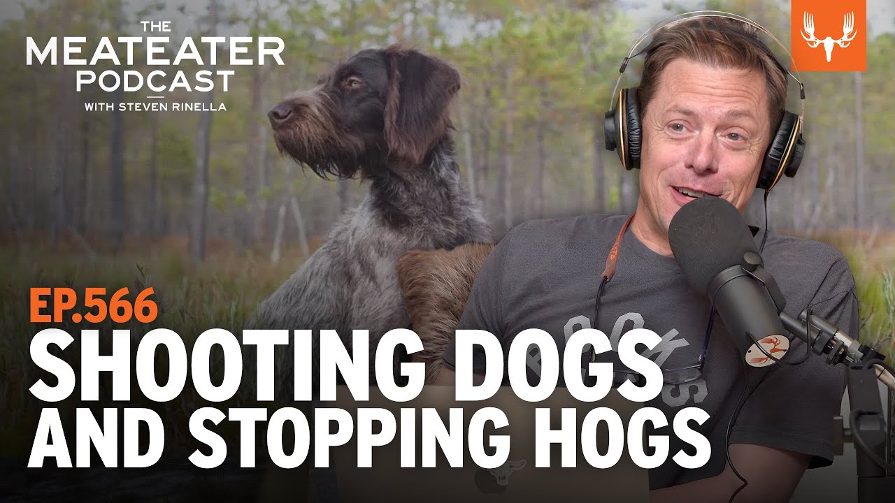The MeatEater Podcast Shooting Dogs and Stopping Hogs Ep. 566 YouTube