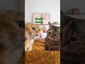 لازم تخاف يابني اسأل مجرب لايك Cat Comedy لازم تخاف يابني اسأل مجرب لايك Cat Comedy