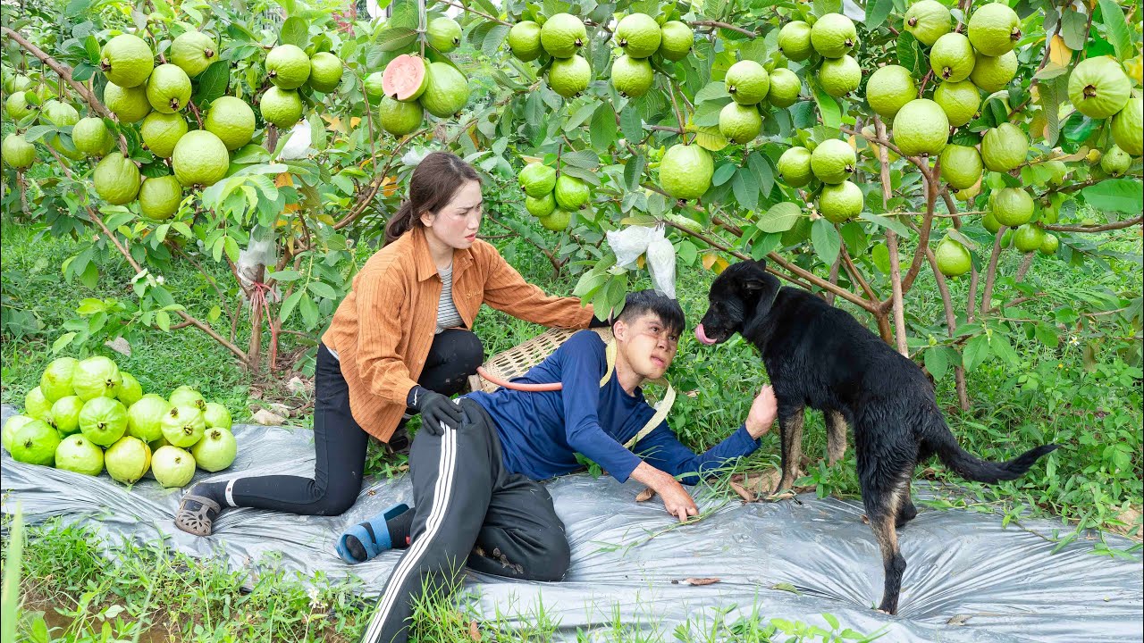 Loyal Dog Saves His Master - Harvesting Giant Guava Go To Market Sell | Lý Thị Hoa