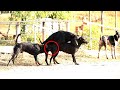 Fantastic!! Rural Dogs and Street Dogs Meeting and Try to Sweet in the Morning01