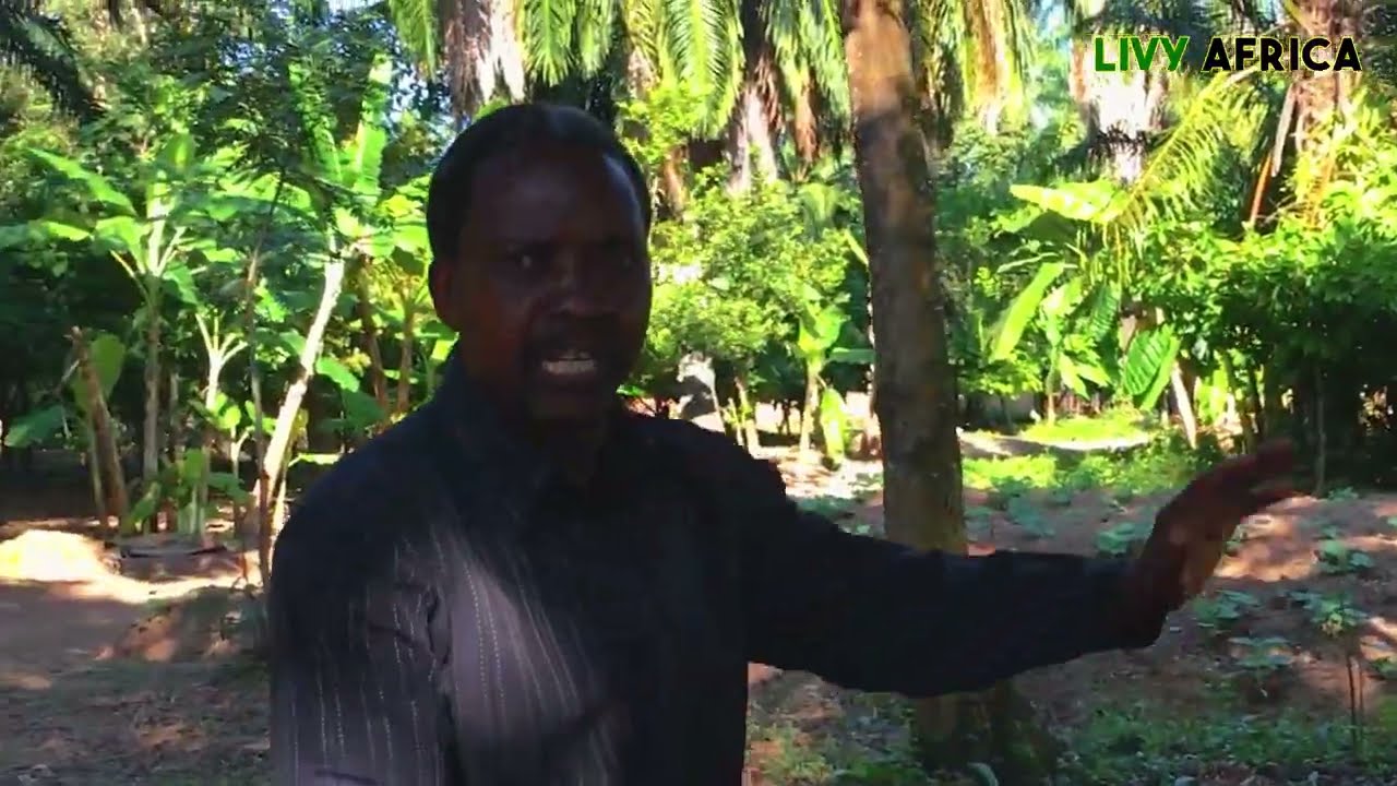 Livy Africa Entrepreneur Stories :  Benny's Sustainable Palm Oil Talatala, Kyela, Mbeya, Tanzania