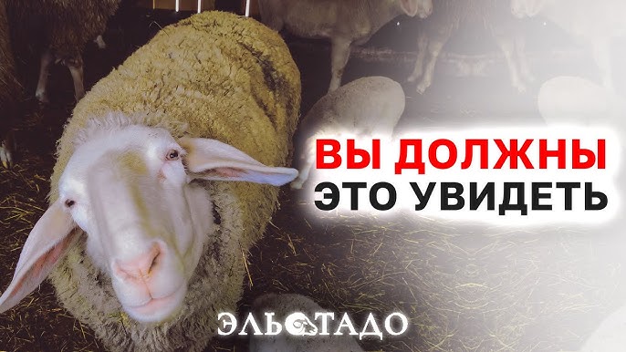 Овцы породы Мериноланд: Разведение баранов, где купить овец в России, овцеводство как бизнес