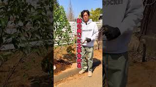 40秒でわかる植木の植え方 #素人でも出来る #植木は誰にも植えられる #植木 #植え方 #手順 #指南 #教則動画 #グリーンロケット #GREENROCKET
