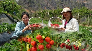 2 single girls harvest strawberries. There are many terrible things | Phuong Tham Alone