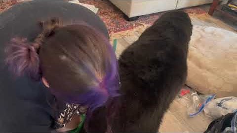 D6 Using the Undercoat Rake