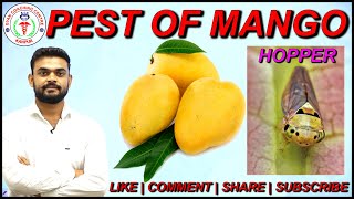 Pest Of Mango Crop | Entomology | By Dharmendra Sir | #jrf #tgt #pgt #best_agriculture_coaching