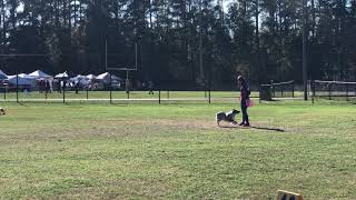 Freebird Pro Toss and Fetch - USDDN Finals 2019