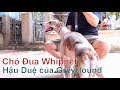 Hậu Duệ Của Vua Tốc Độ GreyHound/ Whippet Dog/NhamTuatTV - Dog in Vietnam