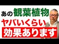 玄関に置くべき最強の観葉植物。家の不浄なエネルギーを全て浄化！マイナスな気持ちを上げてくれ玄関に置くだけで「金運・健康運・恋愛運」爆上がりする観葉植物