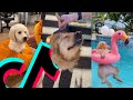 The most relaxed golden retriever tiktok compilation  dogs of tiktok