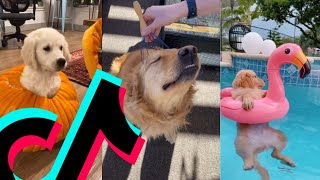 The Most Relaxed Golden Retriever TikTok Compilation | Dogs Of TikTok by Dogs Of TikTok 31,592 views 2 years ago 10 minutes, 51 seconds