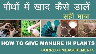 पौधों में खाद कैसे डालें  (सही मात्रा) || How to Give Manure In Plants (Correct Measurements)