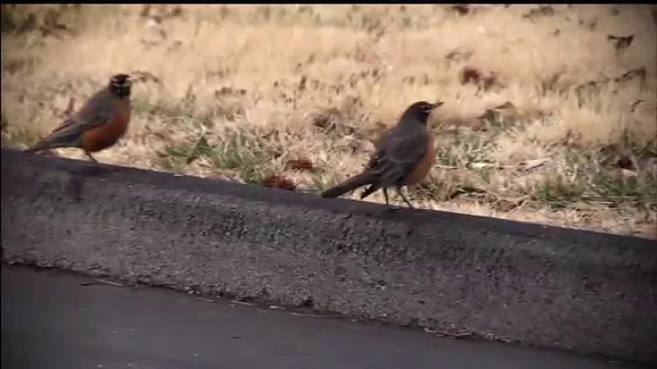 Robins as Pedestrians: NARRATED