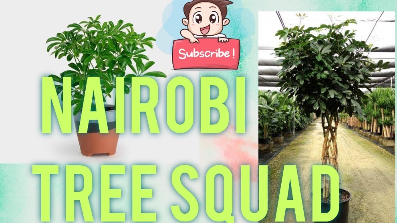 TYPES OF TREES WE COULD PLANT IN NAIROBI YouTube
