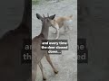 Extra Friendly Deer Plays With Dog in Magical Moment #animals #shorts