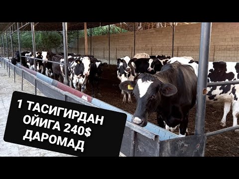 Video: Sigir buzoqli bo'lishi uchun qancha vaqt kerak bo'ladi?