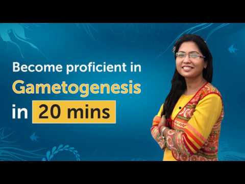 Become proficient in Gametogenesis in 20 mins