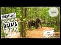 Dalma wildlife sanctuary in Jamshedpur