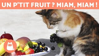 Les MEILLEURS FRUITS pour chats  Doses et Bienfaits