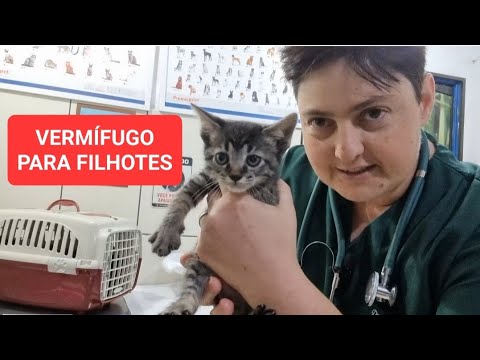 Vídeo: Quando os gatinhos são vermifugados?