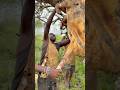 chaabaa preparing bush meat