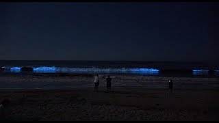 Blue Waves California Beach
