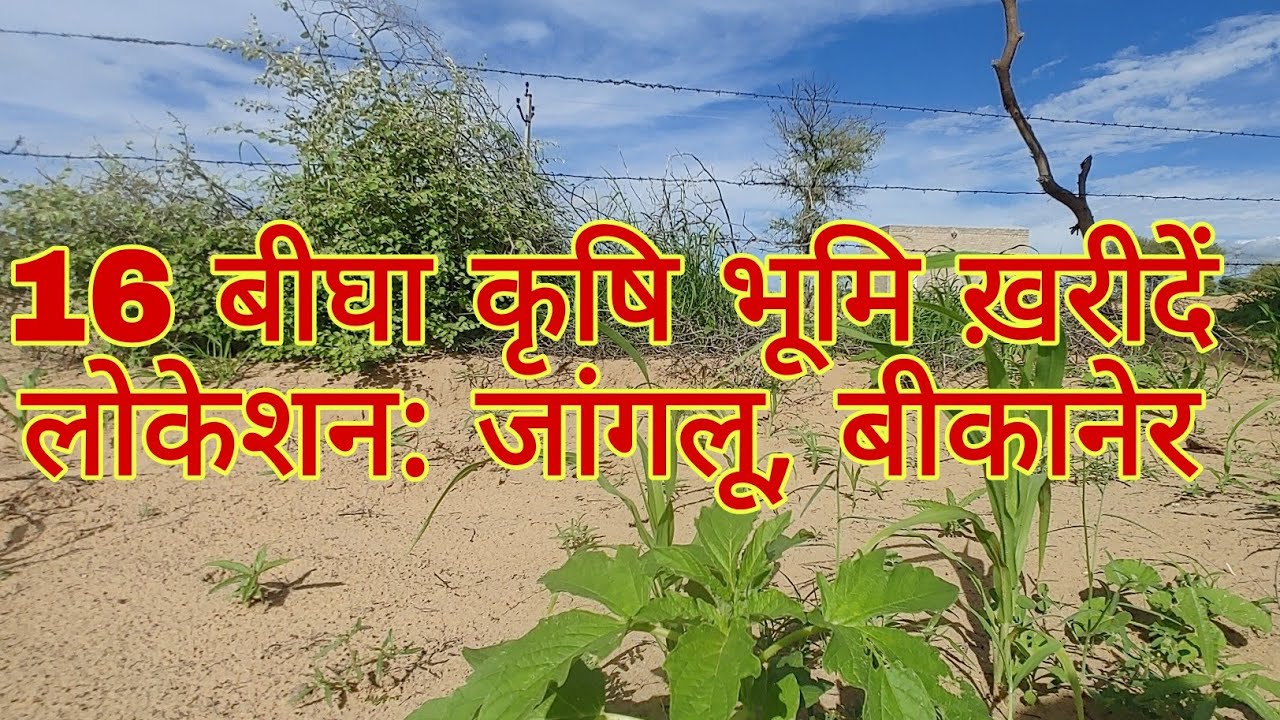 16 Bigha Agricultural Land for Sale Location Jangloo, Bikaner YouTube