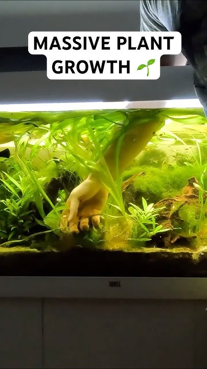 Fast Growing Aquarium Plants without CO2 or Chemical fertilizers - YouTube