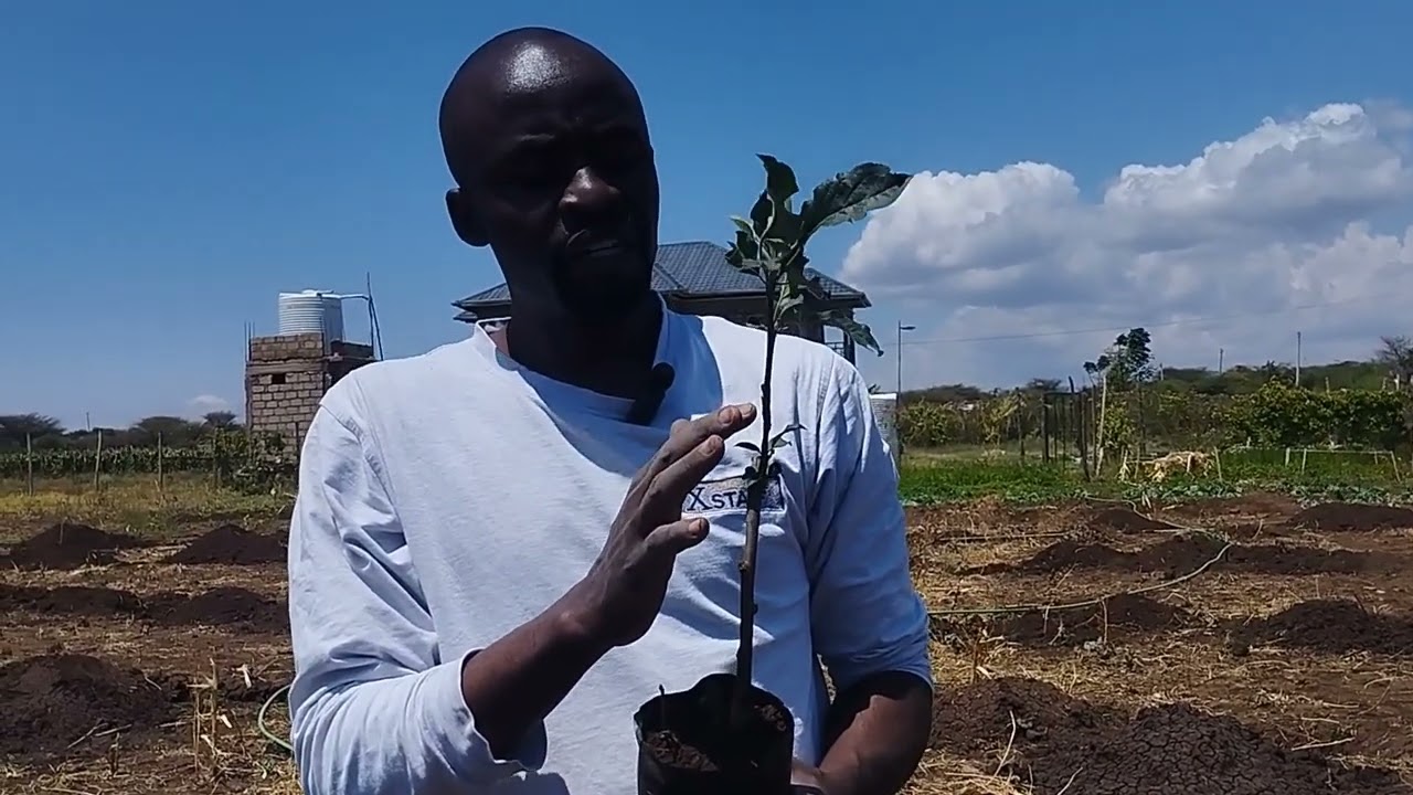 Fast time planting Wambugu apples