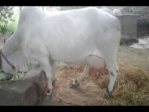 ongole cow youtube