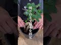 ガジュマルの根が伸びてきた時の植替え方法。参考にしてね♪#観葉植物 #観葉植物のある暮らし #観葉植物育て方 #植替え #ガジュマル