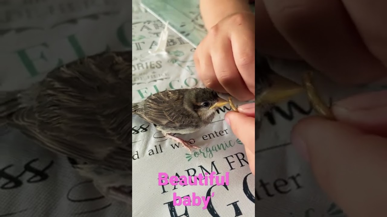 Feeding baby sparrow.￼