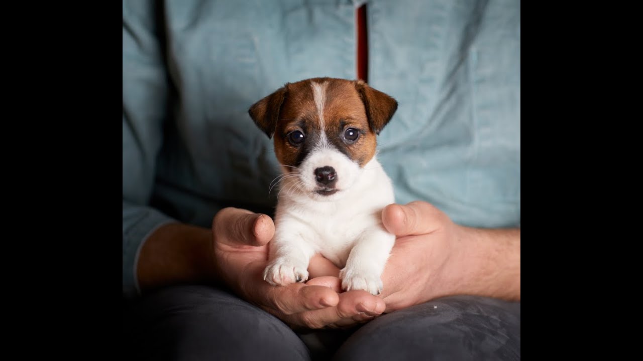 Quill D Austral Boreal Jack Russell Terrier Youtube