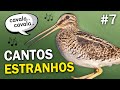 CANTOS de AVES MAIS ESTRANHOS (Parte 7) | Pássaros com sons bizarros e engraçados do Brasil e mundo