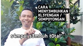 keseimbangan tubuh terganggu ( kleyengan ) hilang sempurna