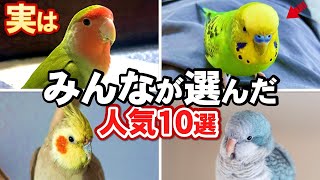 【厳選】セキセイインコが大好きな人に人気のインコの特徴と性格