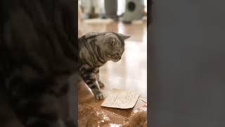 #Cutecat #Cat #Catlover  #Catvideos #Catlovers #Catshorts #Funnycats #Cute #Shorts #Смешныекошки
