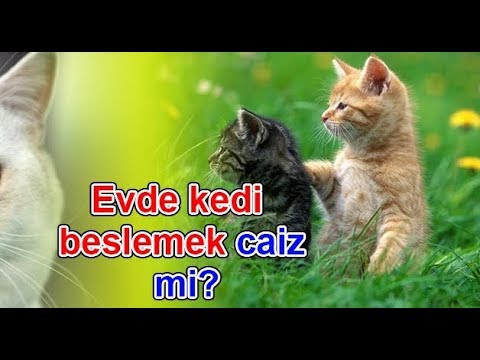 Evde Kedi Beslemek Caiz Mi Masum Bayraktar Hoca Efendi Youtube