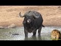 African Buffalo Wannabe An Elephant.