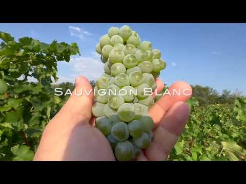 Гроздобер КАПАТОВО 2023