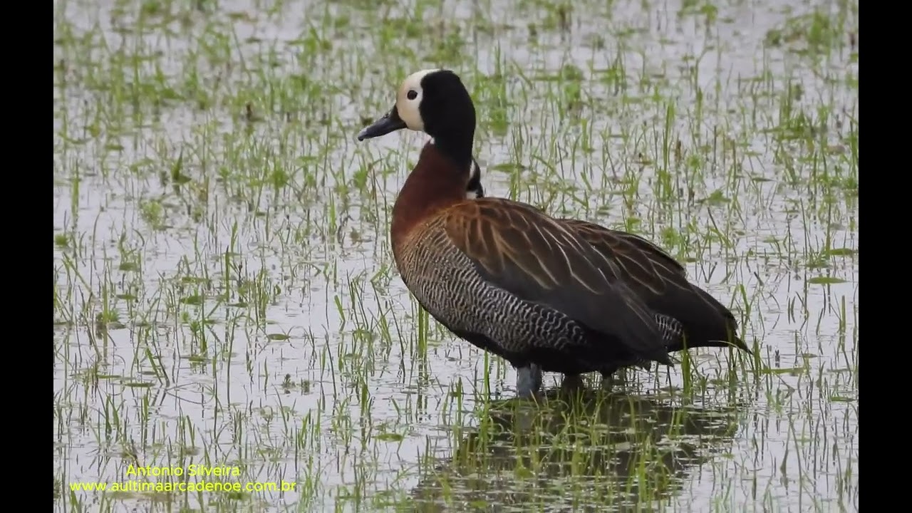 White-faced Whistling-Duck (Dendrocygna viduata) by Antonio Silveira.